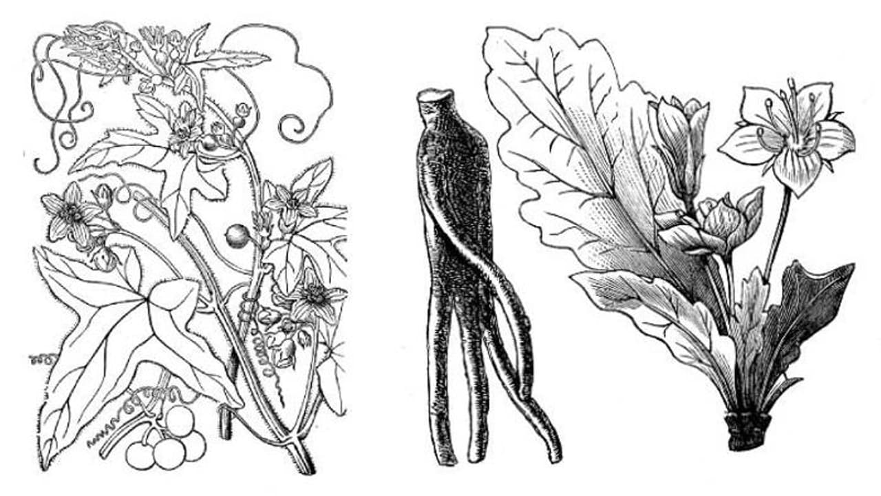 'സാത്താന്റെ ആപ്പിള്' എന്നറിയപ്പെടുന്ന ചെടി, മാൻഡ്രേക്; വേരുകള്ക്ക് മനുഷ്യരൂപവുമായി സാദ്യശ്യം 'സാത്താന്റെ ആപ്പിള്' എന്നറിയപ്പെടുന്ന ചെടി, മാൻഡ്രേക്; വേരുകള്ക്ക് മനുഷ്യരൂപവുമായി സാദ്യശ്യം