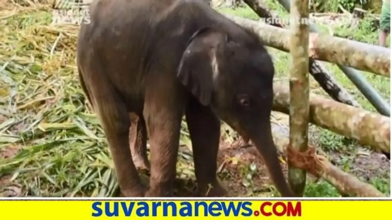 ಮೈಸೂರು ಮೃಗಾಲಯದಲ್ಲಿ ಸೋಂಕಿನಿಂದ ಮರಿ ಆನೆ ಸಾವು ಮೈಸೂರು ಮೃಗಾಲಯದಲ್ಲಿ ಸೋಂಕಿನಿಂದ ಮರಿ ಆನೆ ಸಾವು