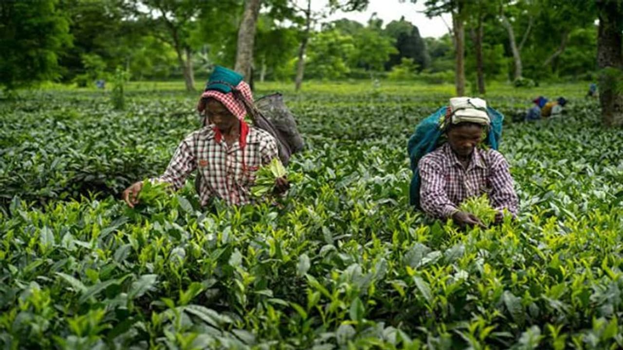 രണ്ട് എസ്റ്റേറ്റുകൾ കൂടി ഏറ്റെടുക്കാൻ ധൻസേരി ടീ; ഉത്പാദനം ഉയരും 