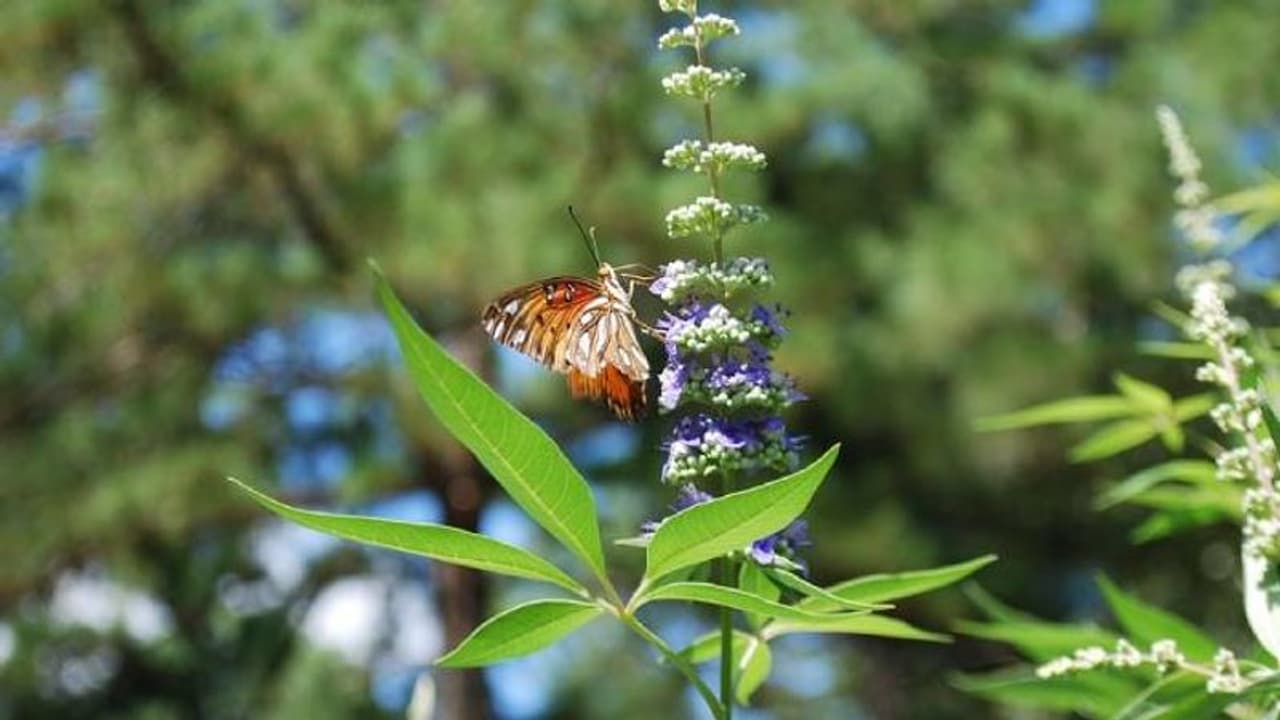 കന്യകമാര്ക്ക് പ്രിയമുണ്ടായിരുന്ന കരിനൊച്ചി; ഔഷധഗുണമുള്ള പൂച്ചെടി കന്യകമാര്ക്ക് പ്രിയമുണ്ടായിരുന്ന കരിനൊച്ചി; ഔഷധഗുണമുള്ള പൂച്ചെടി