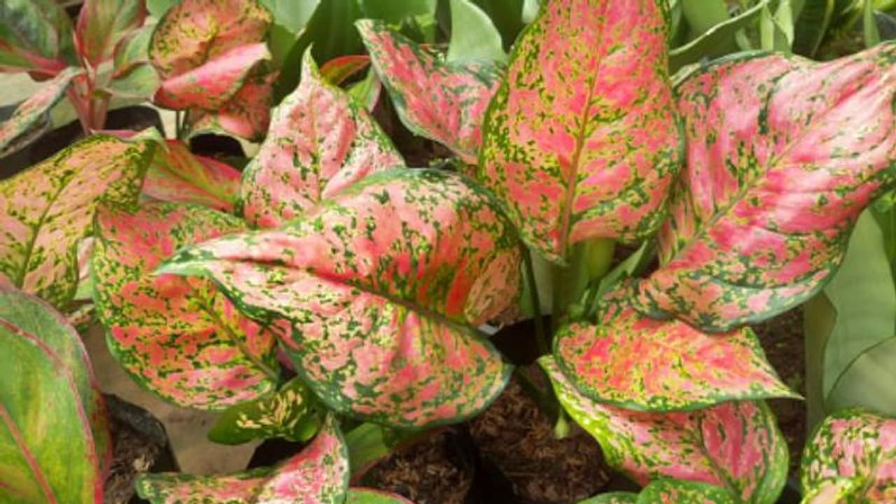 കുറഞ്ഞ വെളിച്ചത്തില് വീട്ടിനുള്ളില് വളര്ത്താന് യോജിച്ച ചെടി കുറഞ്ഞ വെളിച്ചത്തില് വീട്ടിനുള്ളില് വളര്ത്താന് യോജിച്ച ചെടി