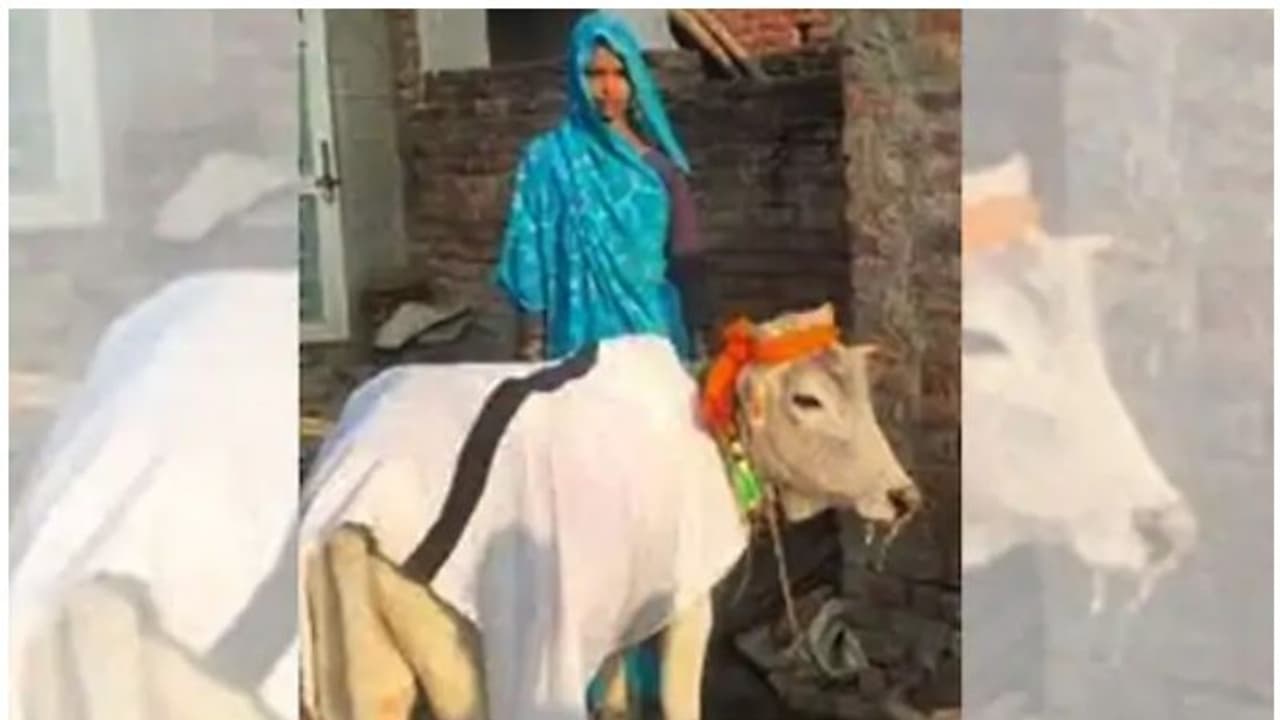 മക്കളില്ല, കാളക്കുട്ടനെ ദത്തെടുത്ത് മകനെ പോലെ നോക്കുന്ന ദമ്പതികൾ... മക്കളില്ല, കാളക്കുട്ടനെ ദത്തെടുത്ത് മകനെ പോലെ നോക്കുന്ന ദമ്പതികൾ...