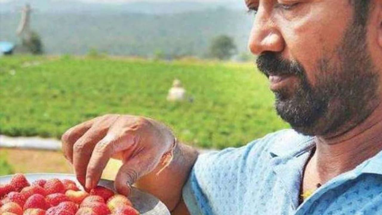 Hard work pays off! Quitting construction work, Sasidhar grows strawberries, earns handsome profits