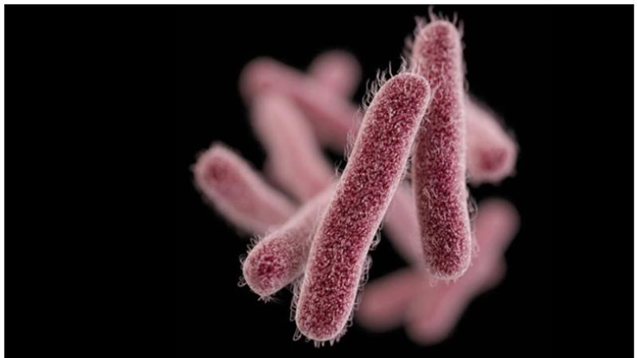 Symptoms Of Shigella : ഷിഗല്ല; ഈ ലക്ഷണങ്ങൾ നിസാരമായി കാണരുത്