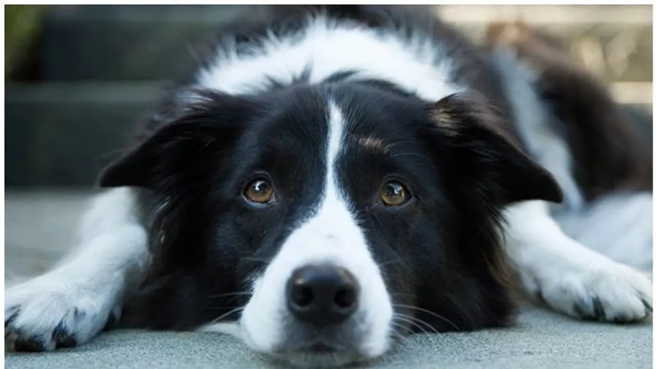 യുകെ യിൽ തോക്കുചൂണ്ടിയും കത്തികാട്ടിയും കുറ്റവാളികൾ നായ്ക്കളെ മോഷ്ടിക്കുന്നു; തഴച്ചു വളര്ന്ന് ഈ വ്യവസായം യുകെ യിൽ തോക്കുചൂണ്ടിയും കത്തികാട്ടിയും കുറ്റവാളികൾ നായ്ക്കളെ മോഷ്ടിക്കുന്നു; തഴച്ചു വളര്ന്ന് ഈ വ്യവസായം