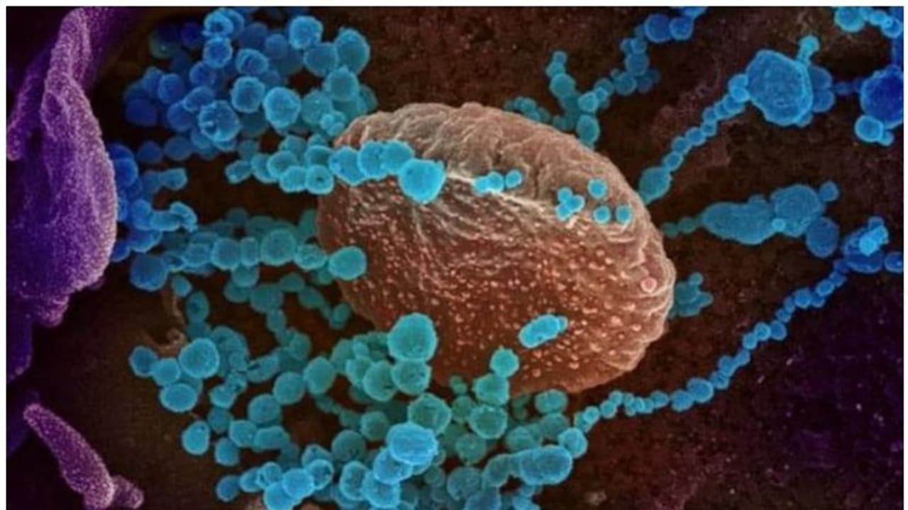 കൊറോണ വൈറസിന് ജനിതക മാറ്റം; 70 ശതമാനം വ്യാപന ശേഷികൂടുതലെന്ന് കണ്ടെത്തൽ കൊറോണ വൈറസിന് ജനിതക മാറ്റം; 70 ശതമാനം വ്യാപന ശേഷികൂടുതലെന്ന് കണ്ടെത്തൽ