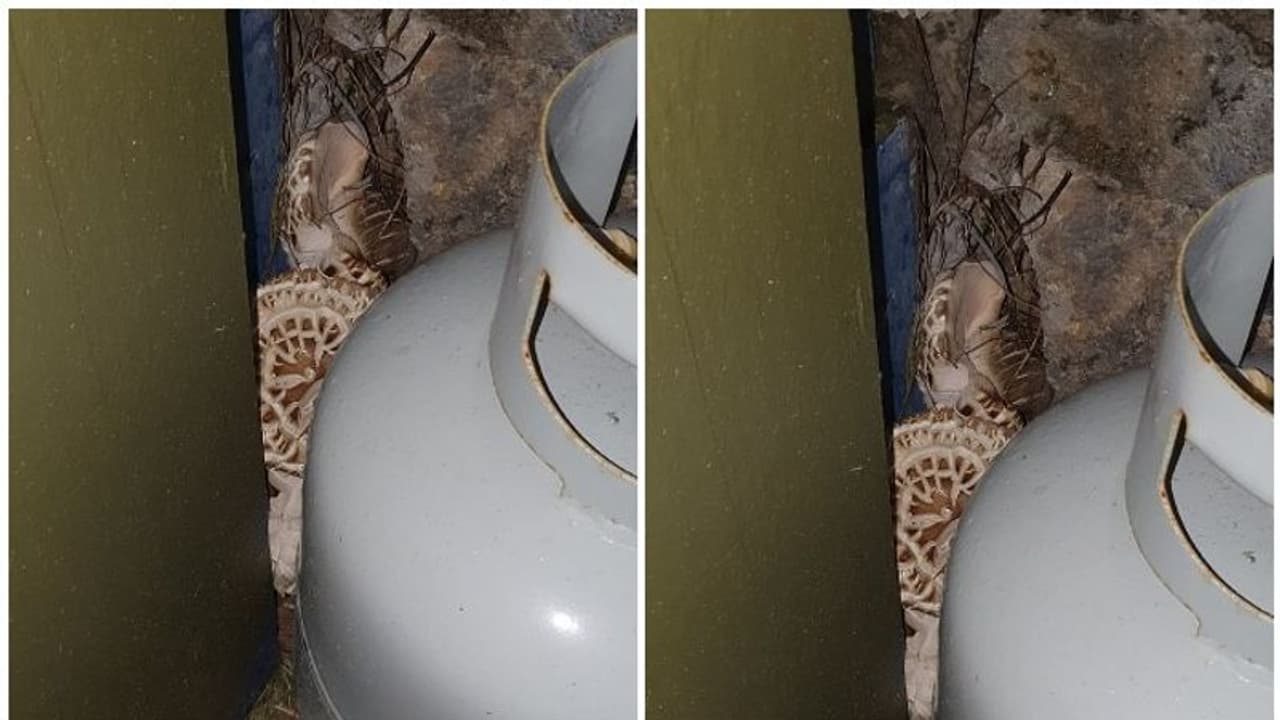 അടുക്കളയുടെ മൂലയിൽ 'പെരുമ്പാമ്പ്'; ഇവനെ പിടിക്കാൻ ആളെത്തിയപ്പോൾ കണ്ടത്... അടുക്കളയുടെ മൂലയിൽ 'പെരുമ്പാമ്പ്'; ഇവനെ പിടിക്കാൻ ആളെത്തിയപ്പോൾ കണ്ടത്...