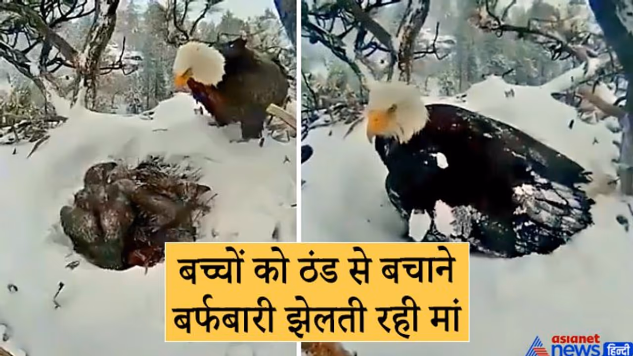 अंडों पर बर्फ गिरते देखकर घोंसले पर बैठकर खुद ठंड झेलती रही मां, इमोशनल वीडियो अंडों पर बर्फ गिरते देखकर घोंसले पर बैठकर खुद ठंड झेलती रही मां, इमोशनल वीडियो