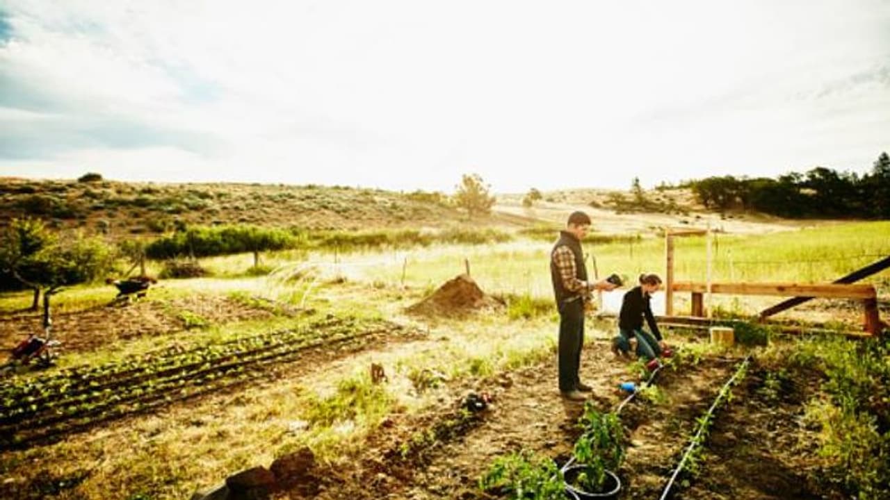 തോട്ടത്തിലെ കളകള് പറിച്ച് നശിപ്പിക്കണ്ട; പോഷകമൂല്യമുള്ള വളമുണ്ടാക്കി ചെടികള്ക്ക് നല്കാം തോട്ടത്തിലെ കളകള് പറിച്ച് നശിപ്പിക്കണ്ട; പോഷകമൂല്യമുള്ള വളമുണ്ടാക്കി ചെടികള്ക്ക് നല്കാം