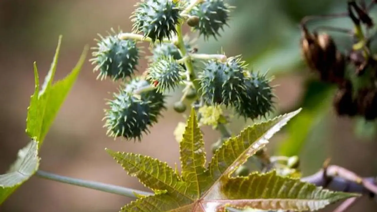 ആവണക്കിന്‍കുരു കൃഷി ചെയ്യാം; ഔഷധഗുണമുള്ള എണ്ണയ്ക്ക് ഉപയോഗങ്ങളേറെ