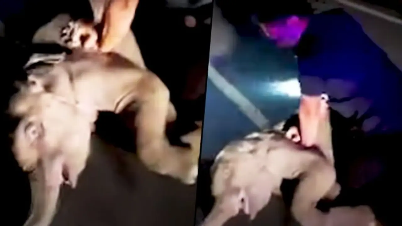 Baby elephant hit by motorcycle survives after receiving CPR Baby elephant hit by motorcycle survives after receiving CPR
