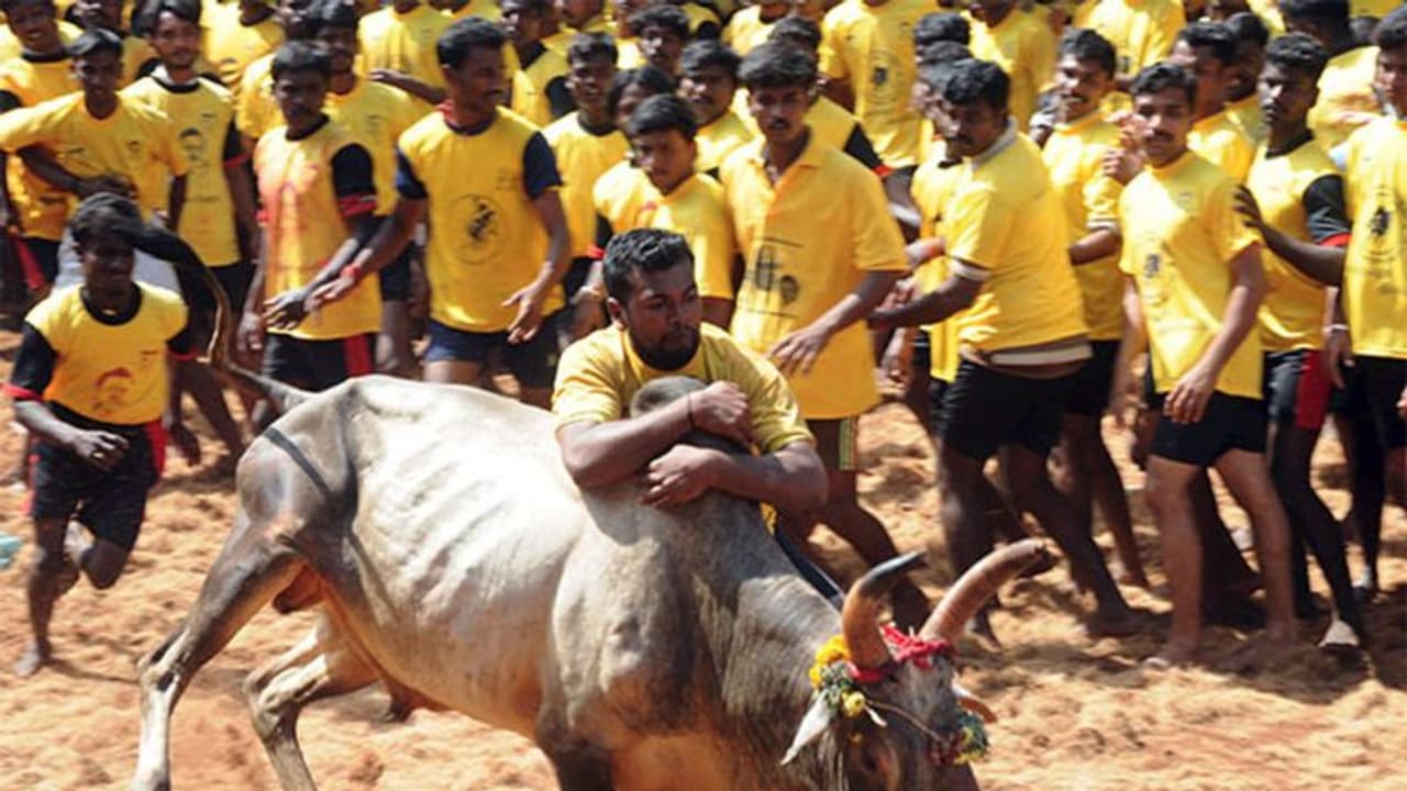 తమిళనాడు జల్లికట్టులో విషాదం:గోడ కూలి ఇద్దరి మృతి తమిళనాడు జల్లికట్టులో విషాదం:గోడ కూలి ఇద్దరి మృతి