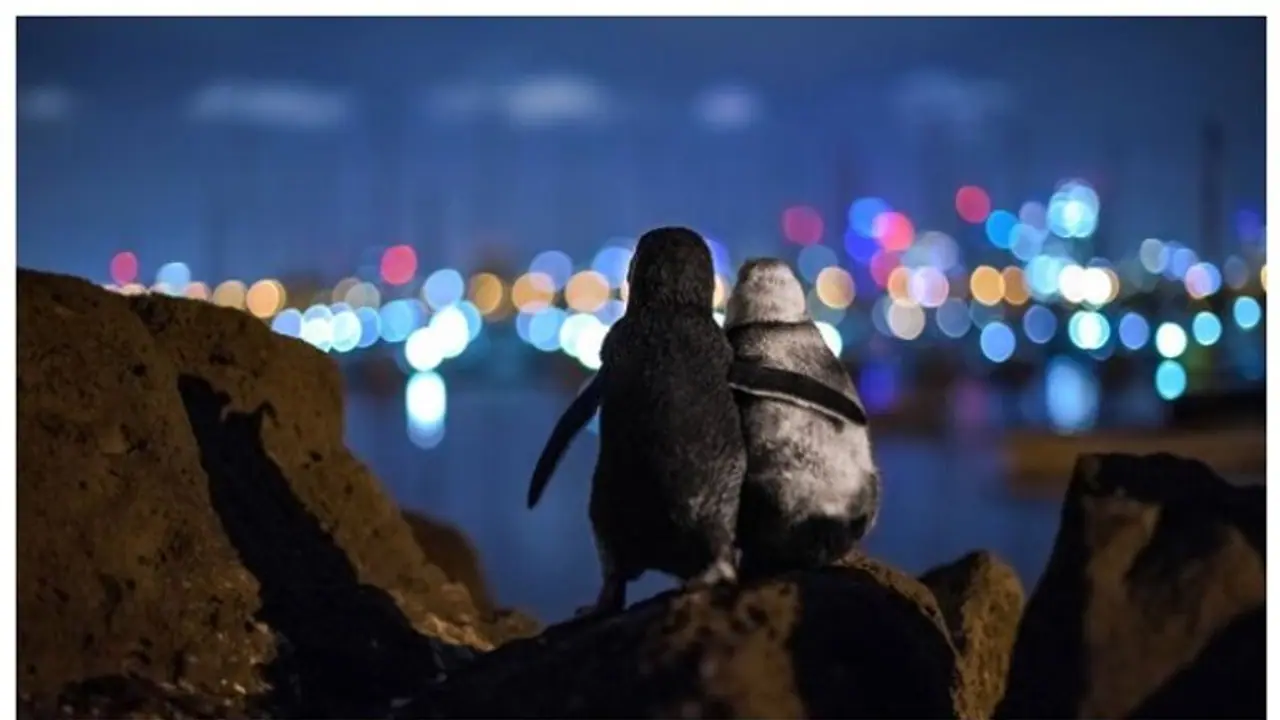 പരസ്പരം ആശ്വസിപ്പിക്കുന്ന, ഇണകളെ നഷ്ടപ്പെട്ട രണ്ട് പെൻഗ്വിനുകൾ; ഫോട്ടോഗ്രഫി അവാർഡ് നേടിയ ആ ചിത്രം പരസ്പരം ആശ്വസിപ്പിക്കുന്ന, ഇണകളെ നഷ്ടപ്പെട്ട രണ്ട് പെൻഗ്വിനുകൾ; ഫോട്ടോഗ്രഫി അവാർഡ് നേടിയ ആ ചിത്രം