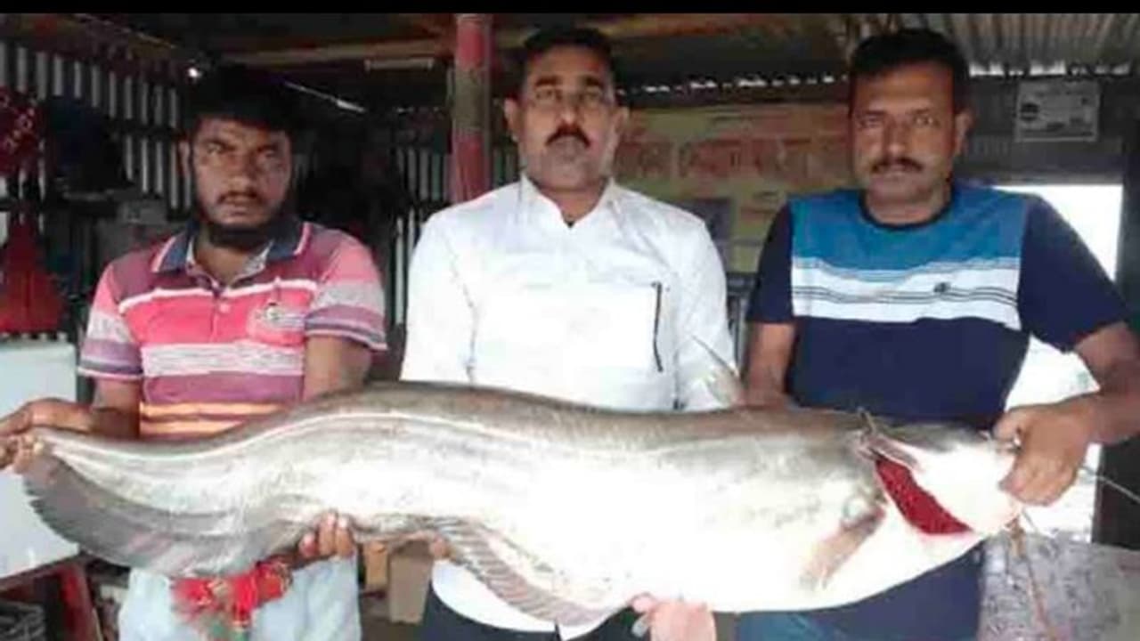 পদ্মা ও যমুনার মোহনায় ভাগ্য ফিরল, মৎসজীবীর জালে পড়ল ২৫ কিলোর বোয়াল মাছ পদ্মা ও যমুনার মোহনায় ভাগ্য ফিরল, মৎসজীবীর জালে পড়ল ২৫ কিলোর বোয়াল মাছ