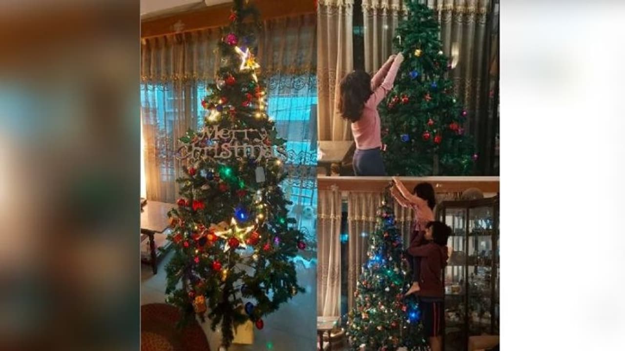 Chrismas Tree : നാടെങ്ങും ക്രിസ്മസ് ട്രീകൾ; ചരിത്രം പിറക്കുന്ന വഴികൾ