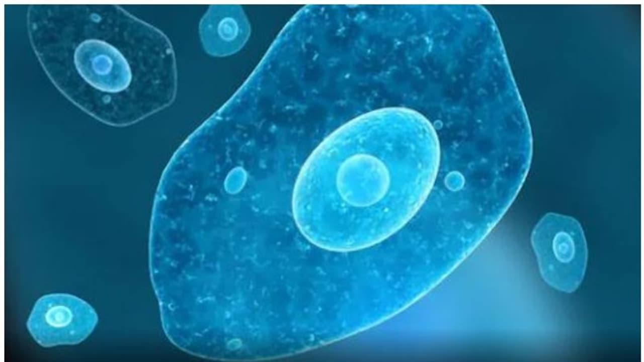 തലച്ചോറ് ഭക്ഷിക്കുന്ന അമീബയുടെ സാന്നിദ്ധ്യം; ആശങ്കയിൽ അമേരിക്ക