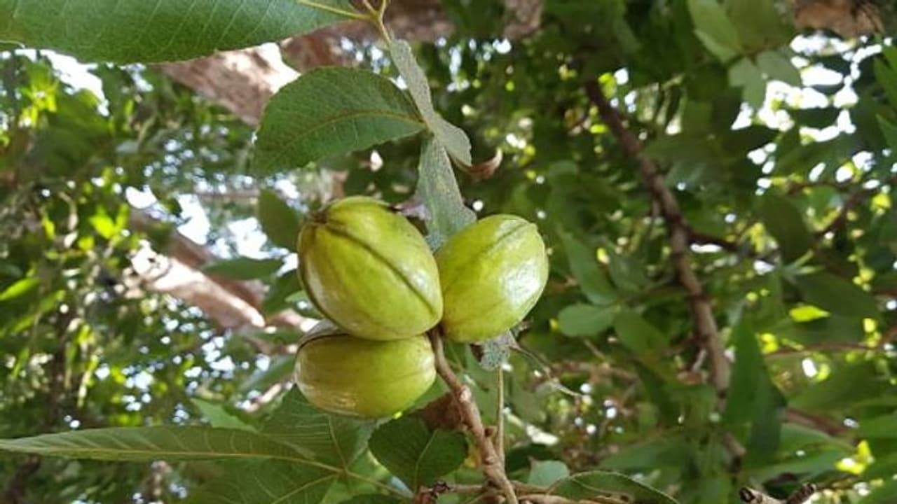 ഹിക്കറി മരത്തിലെ കായകള്‍; സ്വാദിഷ്ഠമായ പരിപ്പ് വിളവെടുക്കാം