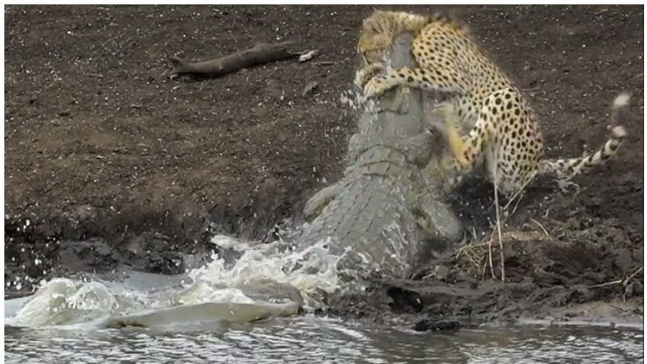 വെള്ളം കുടിക്കുന്നതിനിടെ ചീറ്റപ്പുലിയുടെ കഴുത്തില് പിടുത്തമിട്ട് മുതല; പിന്നീട് സംഭവിച്ചത് വെള്ളം കുടിക്കുന്നതിനിടെ ചീറ്റപ്പുലിയുടെ കഴുത്തില് പിടുത്തമിട്ട് മുതല; പിന്നീട് സംഭവിച്ചത്