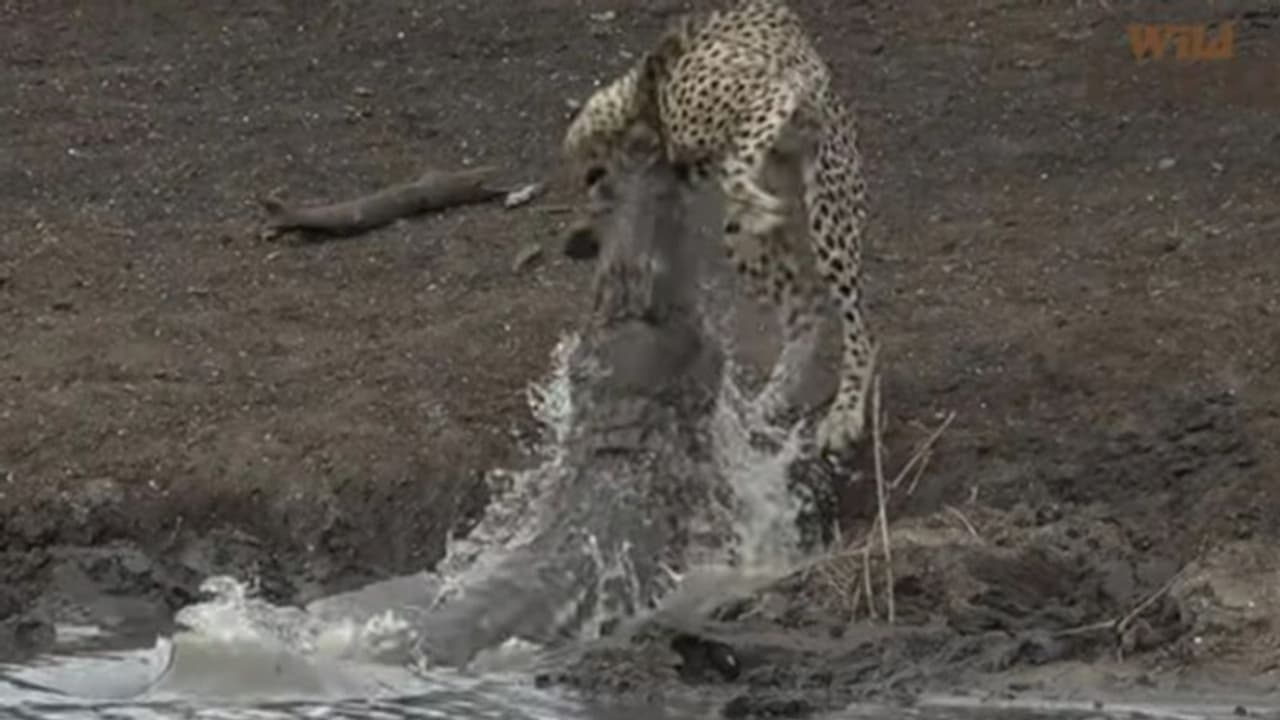 ഇത് കാട്ടിലെ നിയമം; അപ്രതീക്ഷിത ആക്രമണത്തിന്റെ വീഡിയോ