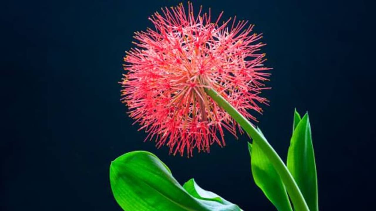 ബ്ലഡ് ലില്ലി പൂക്കള് നിറയുന്ന പൂന്തോട്ടം; വീട്ടിനുള്ളിലും വളര്ത്താം ബ്ലഡ് ലില്ലി പൂക്കള് നിറയുന്ന പൂന്തോട്ടം; വീട്ടിനുള്ളിലും വളര്ത്താം