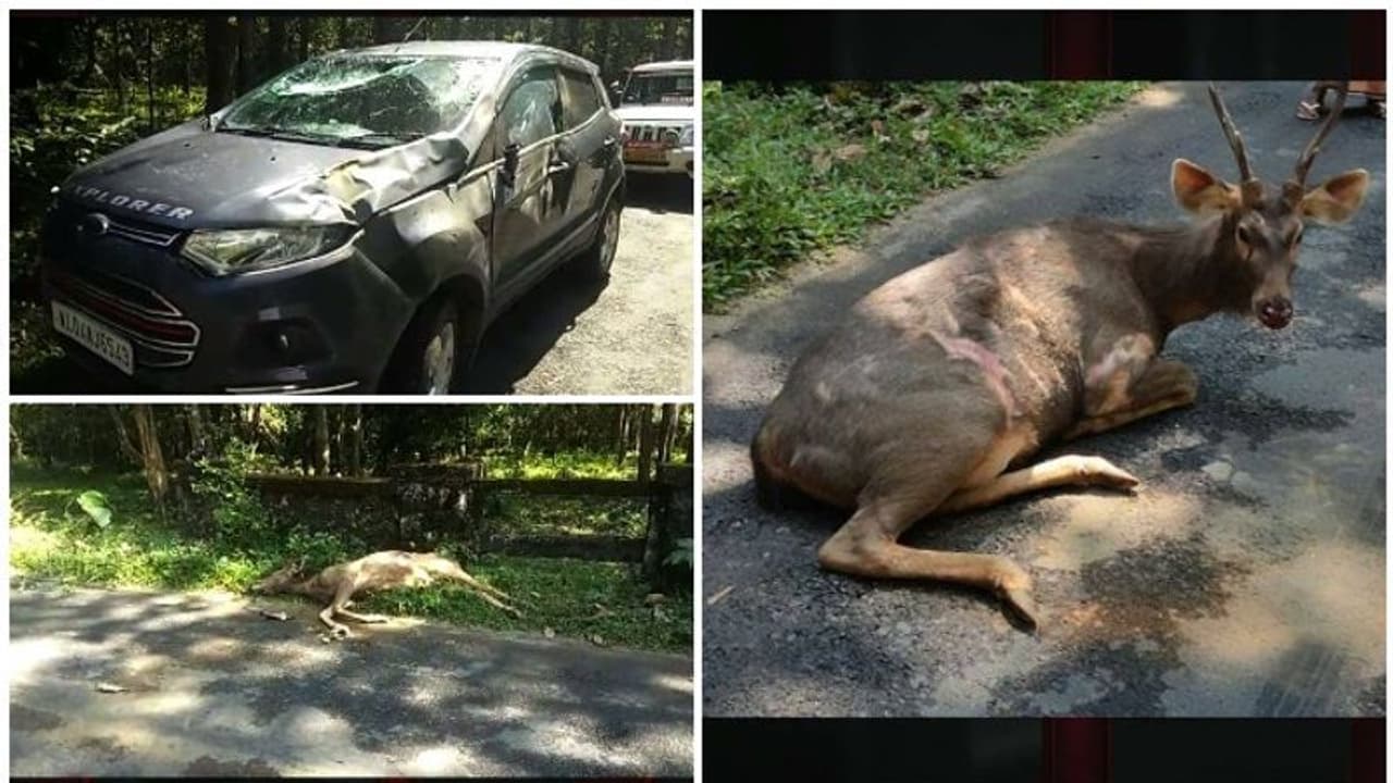 കാറിടിച്ച് മ്ലാവ് ചത്തു; വനംവകുപ്പ് അധികൃതര് ഭീഷണിപ്പെടുത്തിയെന്ന് പരാതി കാറിടിച്ച് മ്ലാവ് ചത്തു; വനംവകുപ്പ് അധികൃതര് ഭീഷണിപ്പെടുത്തിയെന്ന് പരാതി