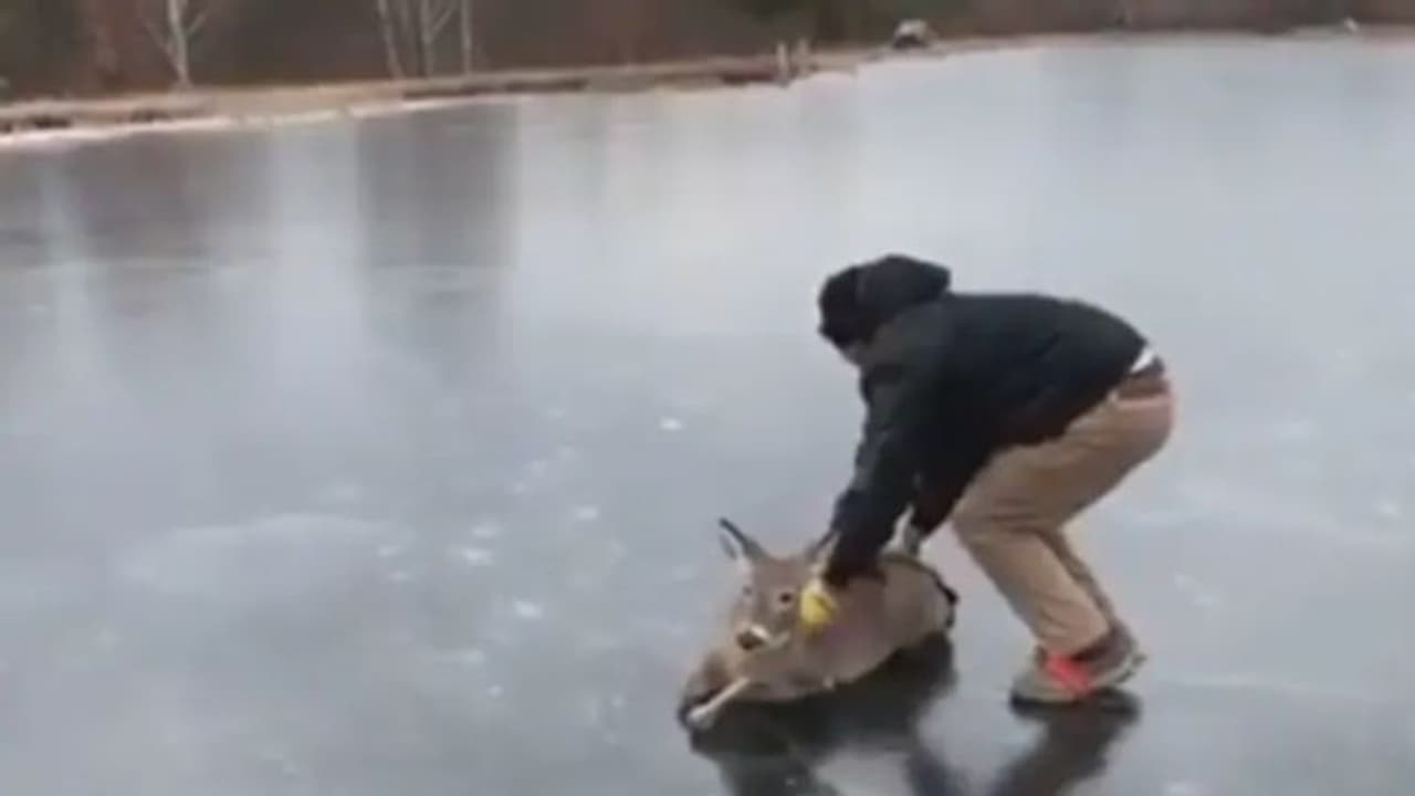 ഉറഞ്ഞുപോയ താടകത്തിന് നടുവിൽ കുടുങ്ങിയ മാൻകുട്ടിയെ രക്ഷിച്ച് യുവാവ്