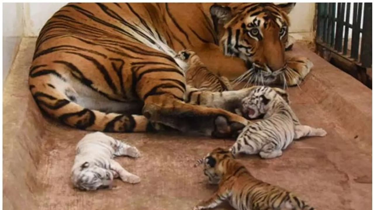 ഒറ്റ പ്രസവത്തില് സമൃദ്ധിയ്ക്ക് പിറന്നത് അഞ്ച് കുഞ്ഞുങ്ങൾ; ചിത്രങ്ങൾ കാണാം ഒറ്റ പ്രസവത്തില് സമൃദ്ധിയ്ക്ക് പിറന്നത് അഞ്ച് കുഞ്ഞുങ്ങൾ; ചിത്രങ്ങൾ കാണാം