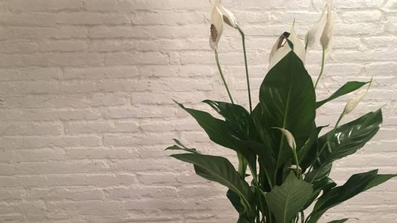 ​പൂച്ചകള്‍ക്ക് പ്രശ്‌നമുണ്ടാക്കുന്ന പീസ് ലില്ലി; ചെടി വളര്‍ത്തുമ്പോള്‍ ശ്രദ്ധിക്കാന്‍ ചില കാര്യങ്ങള്‍