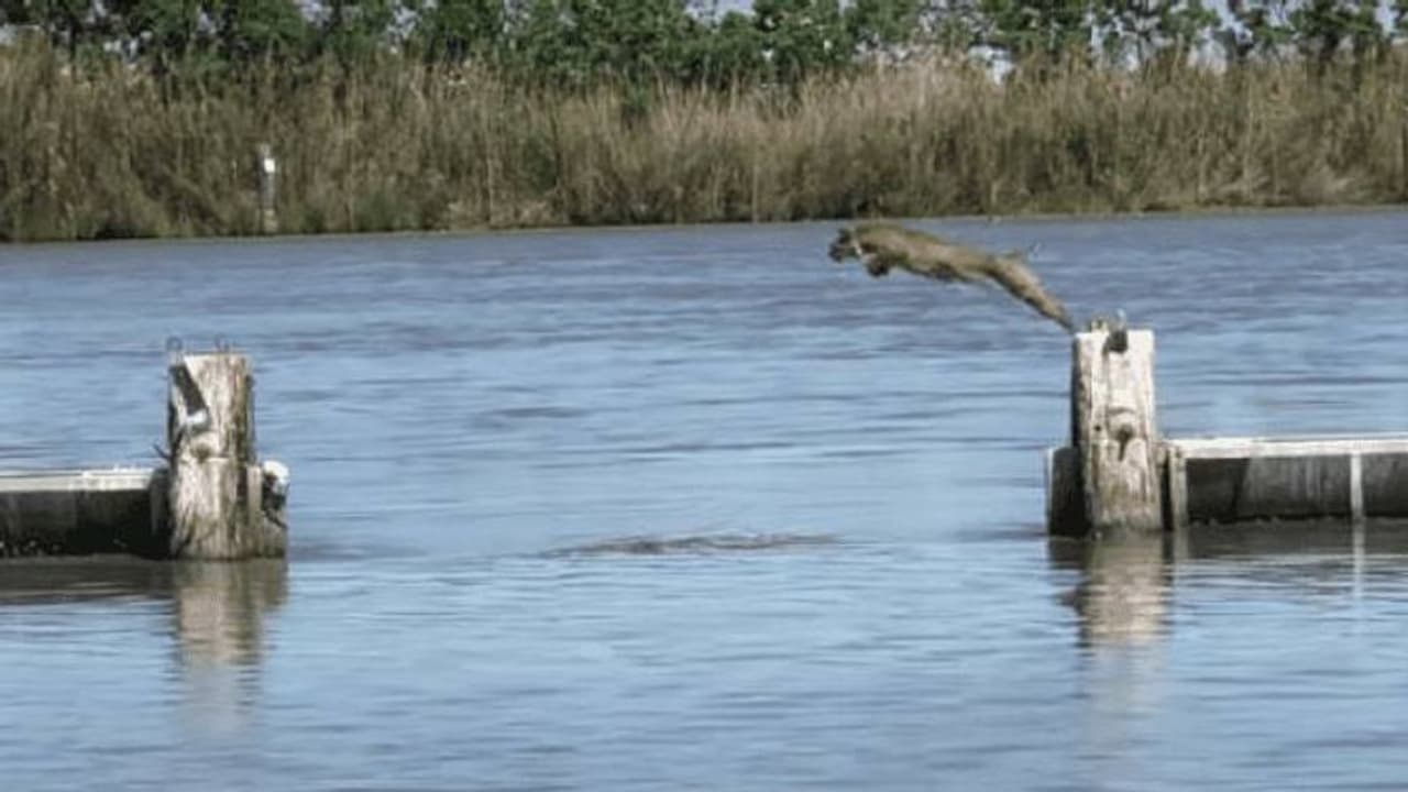 മറുകരയിലെത്താന് പുഴയുടെ നടുവില് നിന്ന് ഒറ്റച്ചാട്ടം; ഒടുവില് സംഭവിച്ചത്... മറുകരയിലെത്താന് പുഴയുടെ നടുവില് നിന്ന് ഒറ്റച്ചാട്ടം; ഒടുവില് സംഭവിച്ചത്...