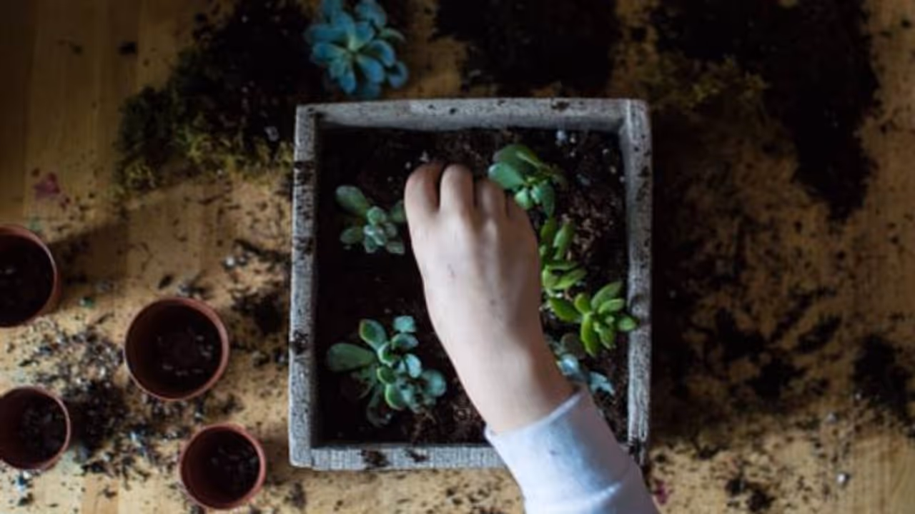 ചെടികള്ക്ക് ഉപകാരിയായി ഹൈഡ്രജന് പെറോക്സൈഡ് ലായനി ; വിത്ത് മുളപ്പിക്കാനും ഫലപ്രദം ചെടികള്ക്ക് ഉപകാരിയായി ഹൈഡ്രജന് പെറോക്സൈഡ് ലായനി ; വിത്ത് മുളപ്പിക്കാനും ഫലപ്രദം