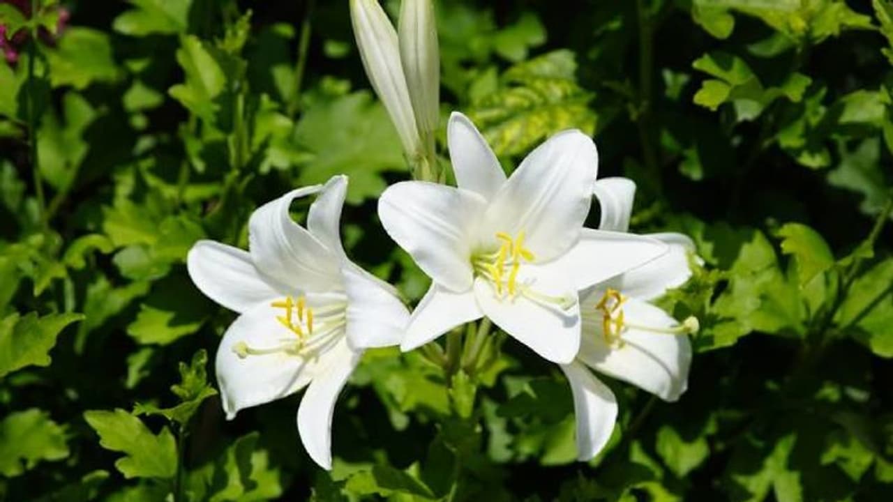 തൂവെള്ളപ്പൂക്കളുമായി മഡോണ ലില്ലി; ഹൃദ്യമായ സുഗന്ധം തരുന്ന പൂച്ചെടി തൂവെള്ളപ്പൂക്കളുമായി മഡോണ ലില്ലി; ഹൃദ്യമായ സുഗന്ധം തരുന്ന പൂച്ചെടി