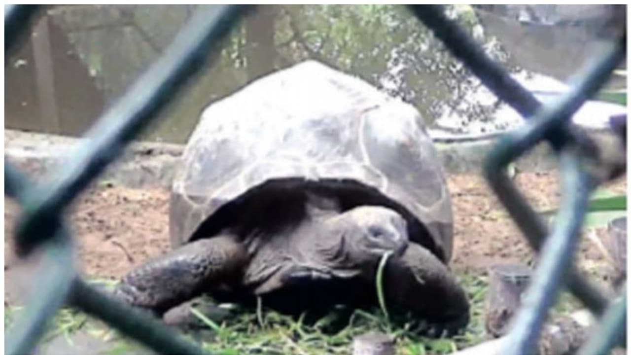 15 ലക്ഷം രൂപ വില വരുന്ന ആമ പാര്ക്കിയില് നിന്നും 'മോഷണം പോയി'; അന്വേഷണം ആരംഭിച്ചു.! 15 ലക്ഷം രൂപ വില വരുന്ന ആമ പാര്ക്കിയില് നിന്നും 'മോഷണം പോയി'; അന്വേഷണം ആരംഭിച്ചു.!