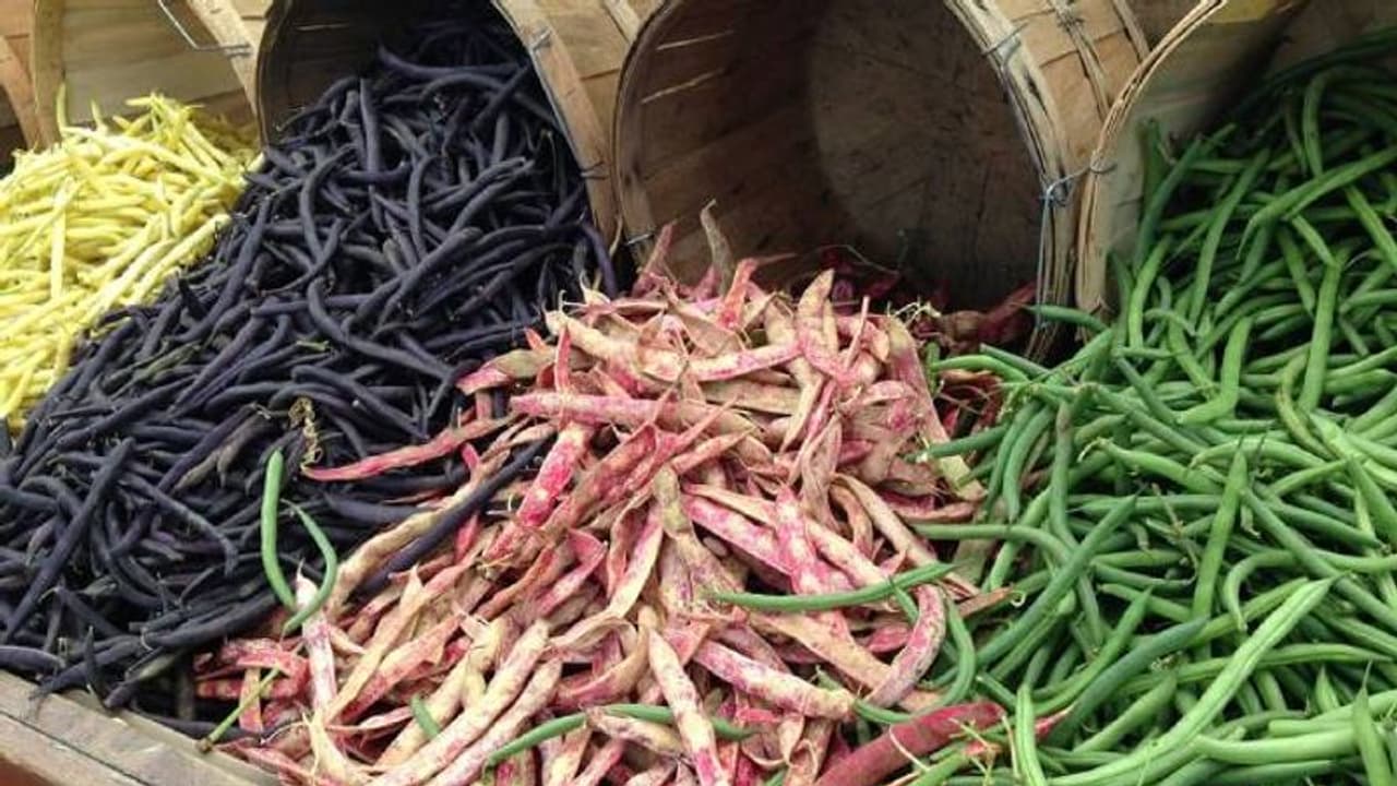 ബീന്സില് ഏകദേശം 500 ഇനങ്ങള്; ബീന്സിനായി ഒരു ദേശീയ ദിനവും ! ബീന്സില് ഏകദേശം 500 ഇനങ്ങള്; ബീന്സിനായി ഒരു ദേശീയ ദിനവും !