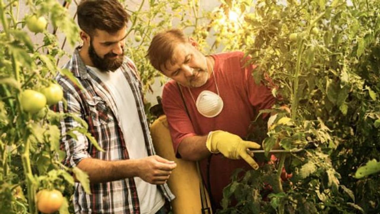 കീടനാശിനികളിലെ രാസപദാര്‍ഥം ചെടികളില്‍ എങ്ങനെ പ്രവര്‍ത്തിക്കുന്നു?