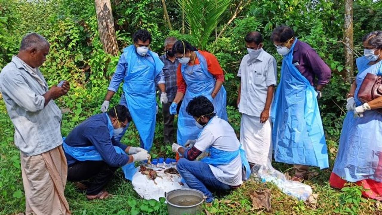 താറാവുകൾ ചത്തൊടുങ്ങുന്നു; ബാക്ടീരിയ ബാധയെന്ന് പ്രാഥമിക നിഗമനം താറാവുകൾ ചത്തൊടുങ്ങുന്നു; ബാക്ടീരിയ ബാധയെന്ന് പ്രാഥമിക നിഗമനം