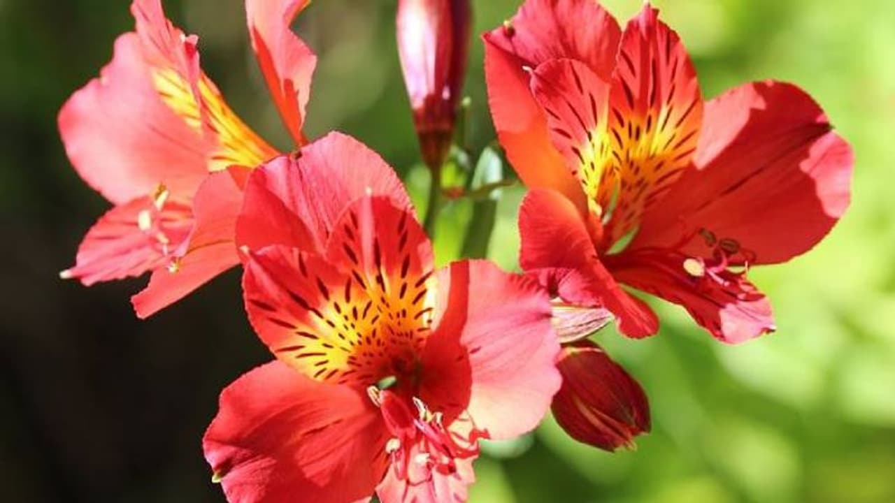 പെറൂവിയന് ലില്ലി കൊണ്ട് പൂന്തോട്ടത്തില് വര്ണവസന്തം തീര്ക്കാം പെറൂവിയന് ലില്ലി കൊണ്ട് പൂന്തോട്ടത്തില് വര്ണവസന്തം തീര്ക്കാം