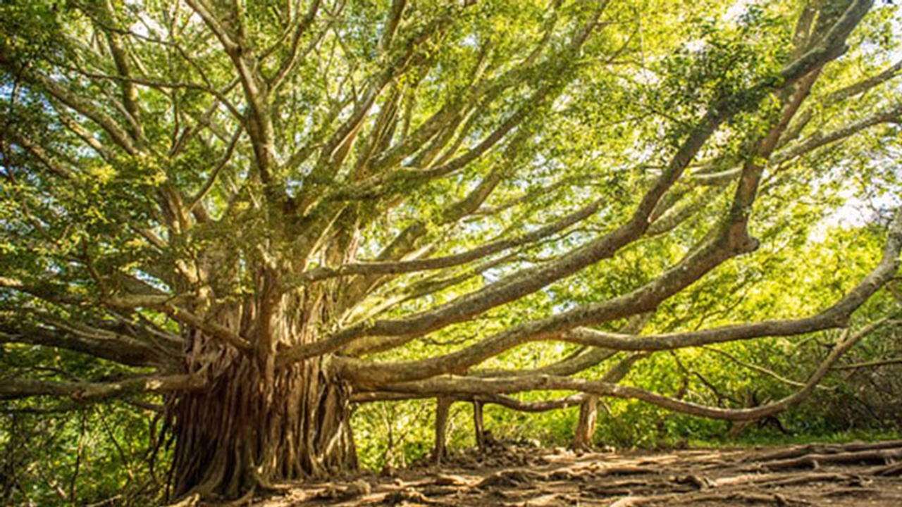 என்னை வியக்க வைத்த ஆலமரம்..நீங்களும் கொஞ்சம் தெரிஞ்சுக்கோங்க..!!