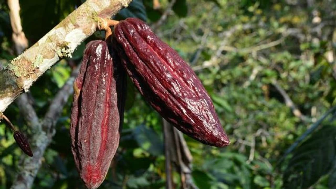 ദൈവങ്ങള്‍ കണ്ടെത്തിയ കൊക്കോപ്പഴം; കര്‍ഷകര്‍ക്ക് കണ്ടെത്താം ഉയര്‍ന്ന വരുമാനം