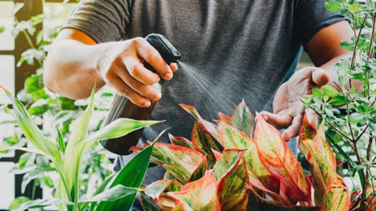 ചെടികളിലെ കീടങ്ങളെ തുരത്താന് സോപ്പ് സ്പ്രേ വീട്ടിലുണ്ടാക്കാം ചെടികളിലെ കീടങ്ങളെ തുരത്താന് സോപ്പ് സ്പ്രേ വീട്ടിലുണ്ടാക്കാം