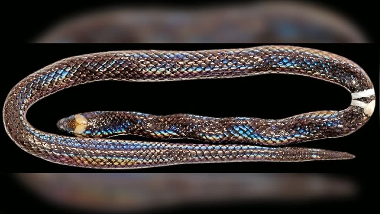 আকারে পেনসিল, আসলে সাপ আবিষ্কার হল চোখের সামলে লুকিয়ে থাকা নতুন সর্প বংশ আকারে পেনসিল, আসলে সাপ আবিষ্কার হল চোখের সামলে লুকিয়ে থাকা নতুন সর্প বংশ