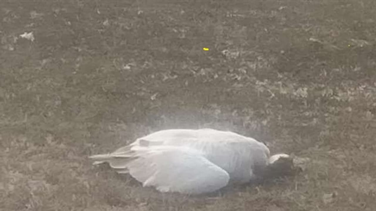 हिमाचल: पौंग डैम झील में मरे 746 प्रवासी पक्षी, जांच के आदेश हिमाचल: पौंग डैम झील में मरे 746 प्रवासी पक्षी, जांच के आदेश