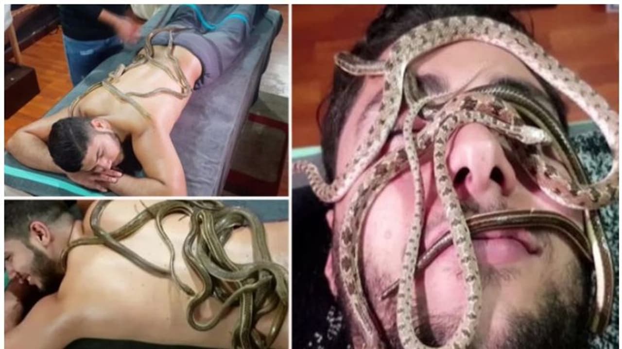 ഇവിടെ മസാജ് ചെയ്യുന്നത് പാമ്പുകൾ, വെെറലായി വീഡിയോ