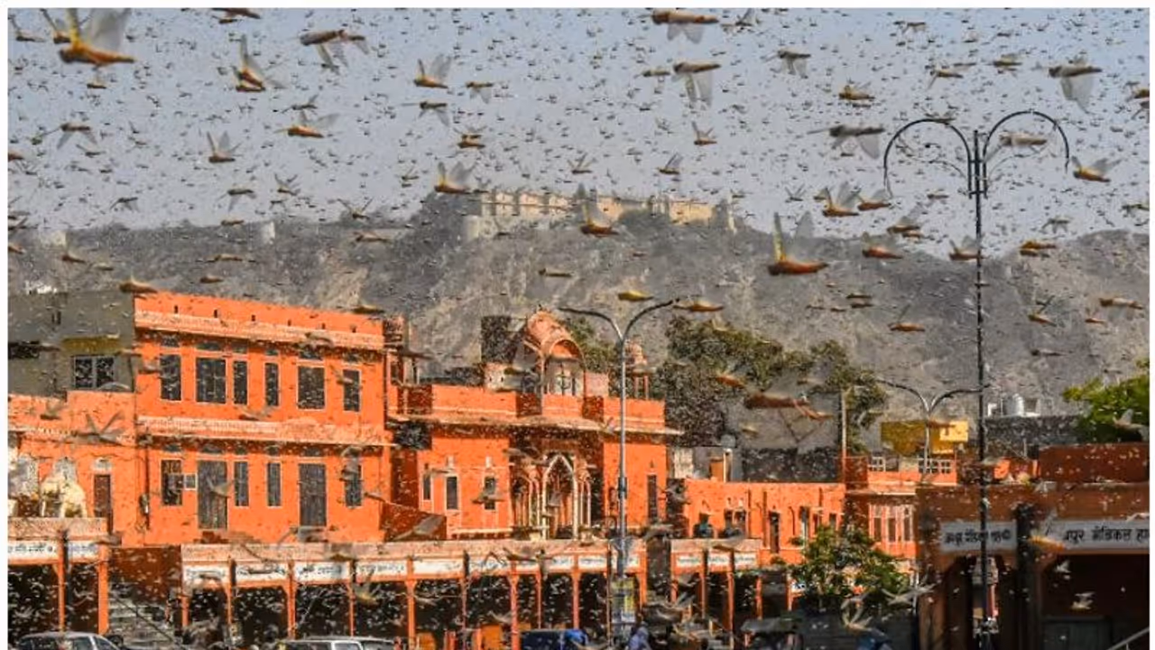 ചൈനയിൽ നിന്നുള്ള അജ്ഞാതവിത്തുകൾ, വെട്ടുക്കിളി ആക്രമണം; മഹാമാരി കൂടാതെ 2020 ൽ നടന്ന ചില അപ്രതീക്ഷിത സംഭവങ്ങൾ