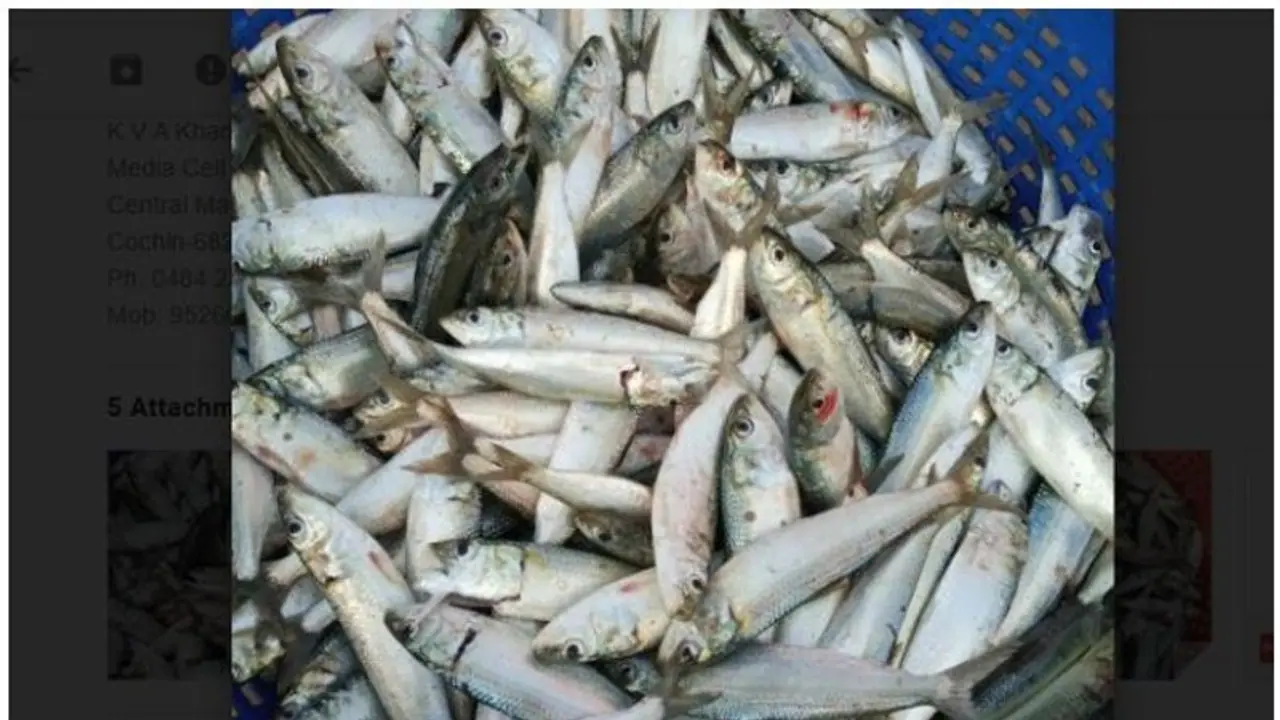 മീന് പ്രേമികള്ക്ക് സന്തോഷ വാര്ത്ത; കേരള തീരത്ത് മത്തി തിരിച്ചെത്തുന്നു മീന് പ്രേമികള്ക്ക് സന്തോഷ വാര്ത്ത; കേരള തീരത്ത് മത്തി തിരിച്ചെത്തുന്നു