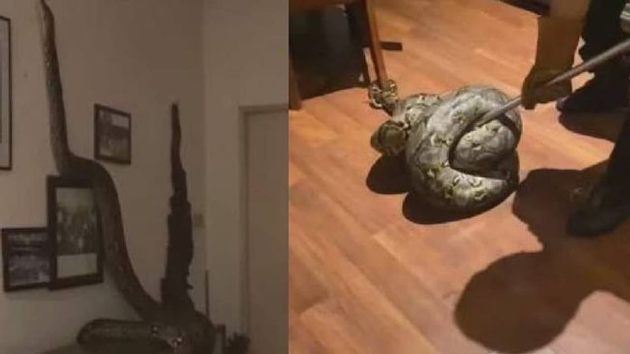 സീലിങ് തകര്‍ത്ത് അകത്തു കയറി കൂറ്റന്‍ പെരുമ്പാമ്പ്; പിന്നീട് സംഭവിച്ചത്...