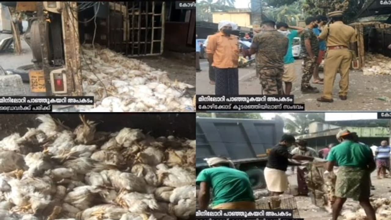 ഇറച്ചിക്കോഴികളുമായി വന്ന ലോറി അപകടത്തിൽപ്പെട്ടു: അഞ്ഞൂറോളം കോഴികൾ ചത്തു