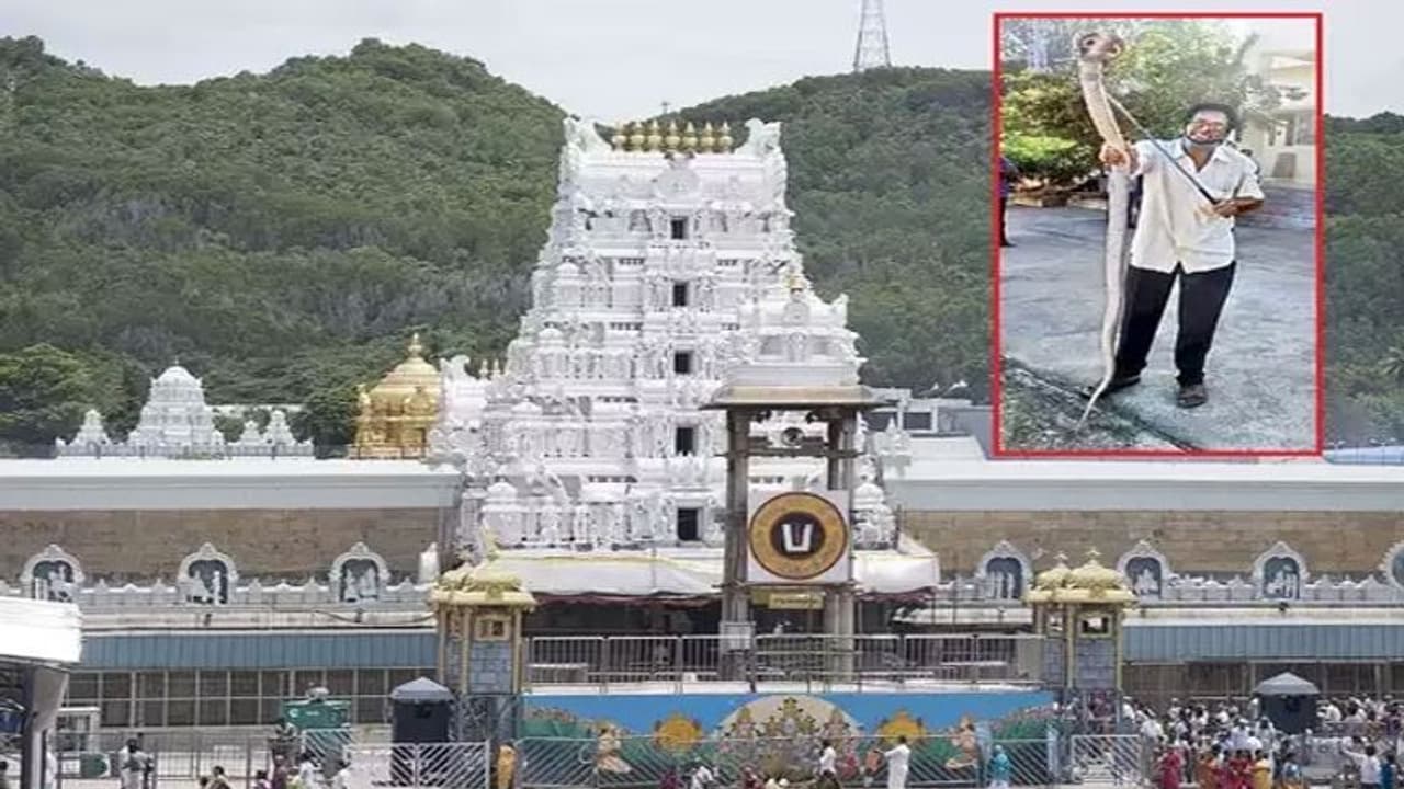 తిరుమలలో సామాన్య భక్తులకే ప్రాధాన్యత... టీటీడీ తిరుమలలో సామాన్య భక్తులకే ప్రాధాన్యత... టీటీడీ
