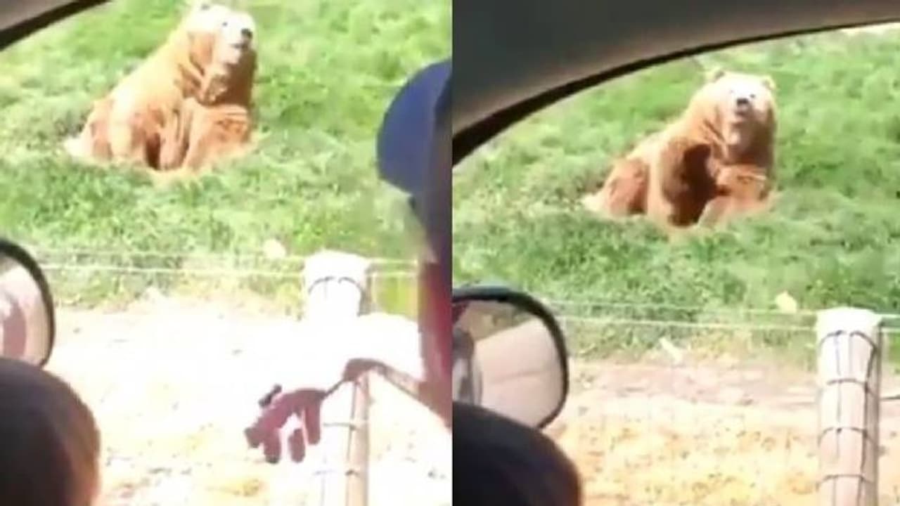 എന്തൊരു ടൈമിങ്; സോഷ്യല്‍ മീഡിയയിലെ താരമായി കരടി; വീഡിയോ കാണാം...