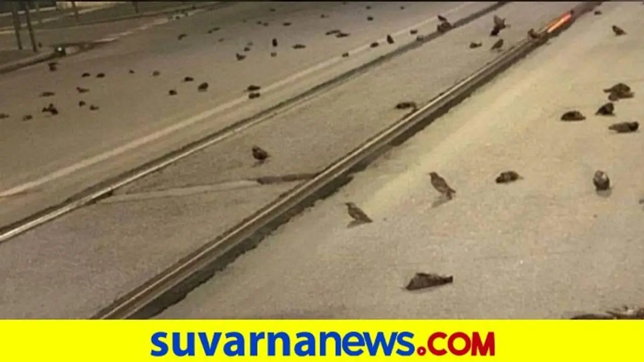 ಹೊಸ ವರ್ಷದ ಪಟಾಕಿ ಗದ್ದಲ: ಸತ್ತು ಬಿದ್ದವು ನೂರಾರು ಪಕ್ಷಿಗಳು ಹೊಸ ವರ್ಷದ ಪಟಾಕಿ ಗದ್ದಲ: ಸತ್ತು ಬಿದ್ದವು ನೂರಾರು ಪಕ್ಷಿಗಳು