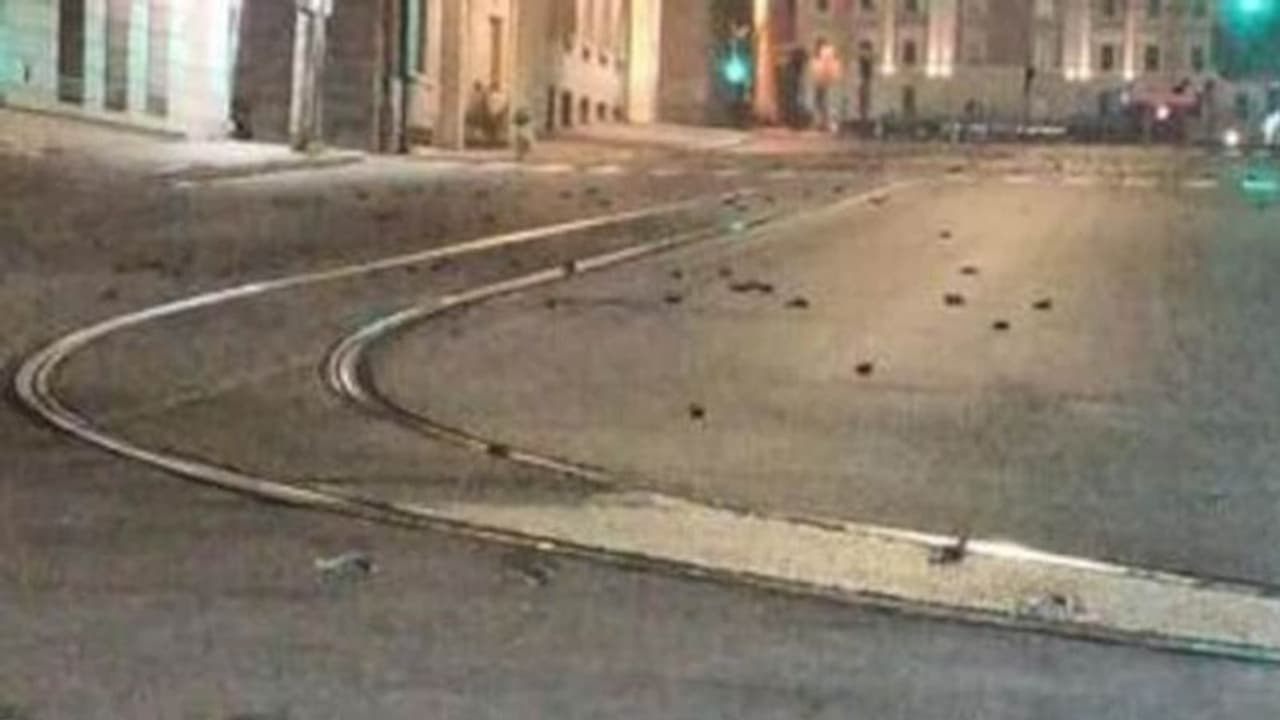 പടക്കംപൊട്ടിച്ച് പുതുവത്സരാഘോഷം, റോമിൽ ചത്തൊടുങ്ങിയത് നൂറ് കണക്കിന് പക്ഷികൾ പടക്കംപൊട്ടിച്ച് പുതുവത്സരാഘോഷം, റോമിൽ ചത്തൊടുങ്ങിയത് നൂറ് കണക്കിന് പക്ഷികൾ